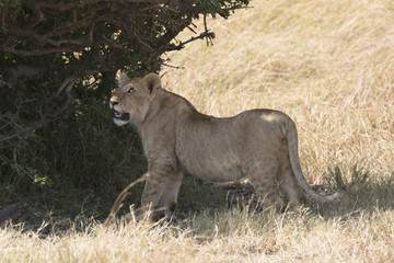 Fototapeta na wymiar Juvenile lion