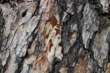 Bark of Pine Tree. Texture