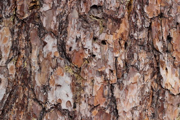 Bark of Pine Tree. Texture