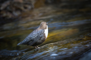 White-throated Dipper

