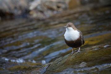 White-throated Dipper
