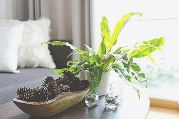 Green plants decorating a room,living room