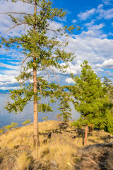 Fototapeta premium Lonely tree growing on top of the rock and lake background.