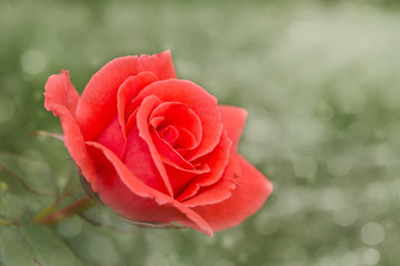 Dreamy image of a flaming red rose on green