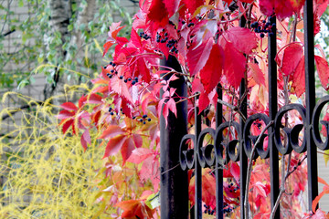 Red wild grape leaves againt a black metal grid