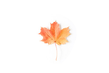 red autumn maple leaf isolated on white background. flat lay, top view