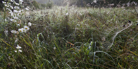 Meadow on a foggy autumn morning with white wild flowers and a dewy spiderweb.