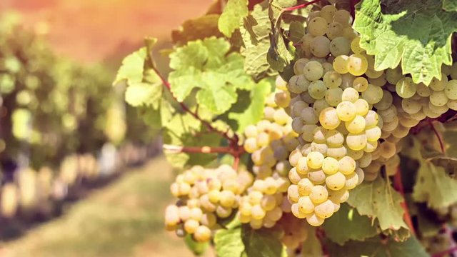 Organic grape on vine branches, zoom in. 4k