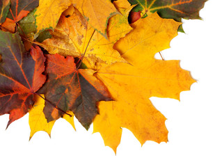 Autumn multicolor maple-leafs