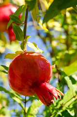 Ripe pomegranate on the tree