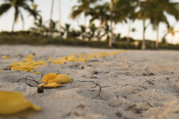 Flowers in the beach