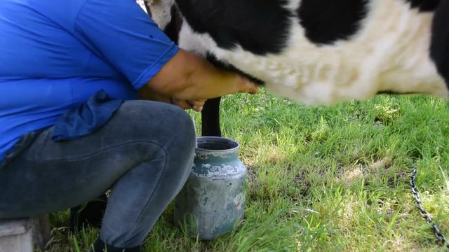 The woman milks the cow. Plump woman. Shabby bucket. The poor surroundings. Insects are flying around. They bother the cow.