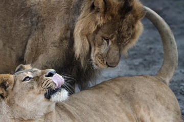 Lioness and lion, predator games.