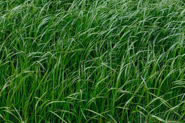 Background of a green grass. Green grass texture