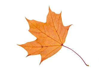 Naklejka na ściany i meble Orange maple leaf isolated on white background