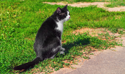 Black and white cat