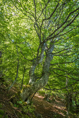 Fototapeta na wymiar Verano en el bosque de hayas de Somiedo, en Asturias.