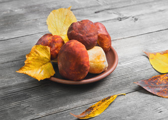 Mushrooms Cep over ceramic bowl