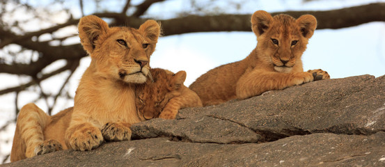 Lionceaux et grand frère au Serengeti, Tanzanie