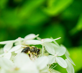 schöne Hortensie mit Biene