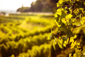 grapevine field in the italian countryside