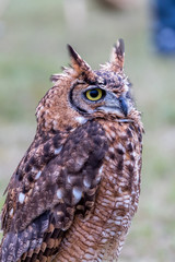 Closeup of Long-eared owl