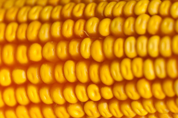  Zoom sur un épis de maïs - Automne