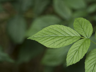 Fototapeta na wymiar Frische grüne Blätter einer Pflanze im Frühling