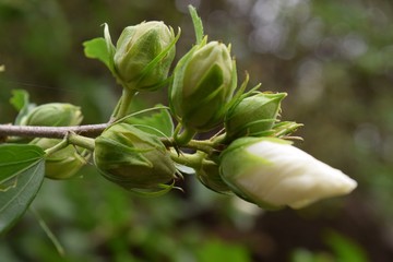 Flower Bud
