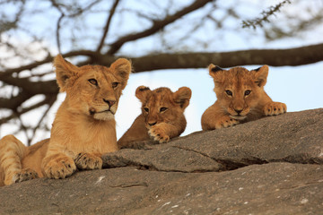 Naklejka premium Lionceaux et grand frère au Serengeti, Tanzanie