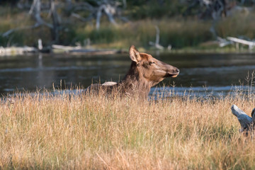 Cow Elk Relaxing at Sunset
