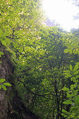 Fototapeta premium Trees