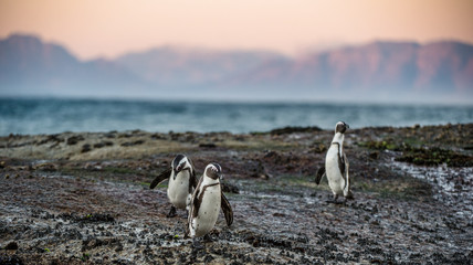 Fototapeta premium African penguins on the boulder in sunset light sky. African penguin ( Spheniscus demersus) also known as the jackass penguin and black-footed penguin. Boulders colony. Cape Town. South Africa