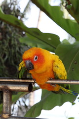 Parrots