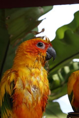 Parrots