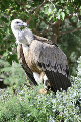 Griffon vulture, Gyps fulvus, single bird in a tree