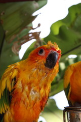 Parrots