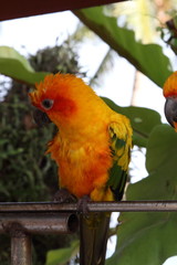 Parrots