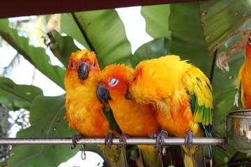 Parrots