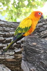 Parrots