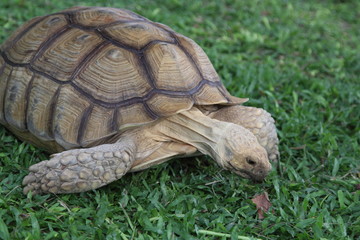 Obraz premium Turtle