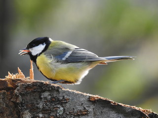 great tit eating 