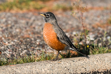 American Robin