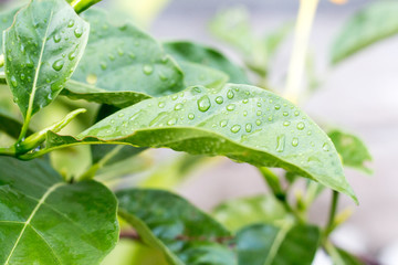 group of leaf of treetop with sunlight,green treetop