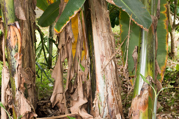 trunk of banana ,long leaf of banana,banana make food