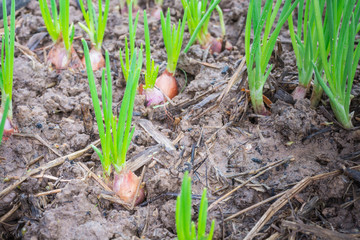 Spring onion are growing on farm. closeup.