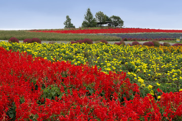 Flower Garden in Furano, Kanno Farm, Hokkaido
