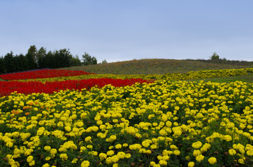 Fototapeta premium Flower Garden in Furano, Kanno Farm, Hokkaido 