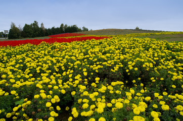 Fototapeta premium Flower Garden in Furano, Kanno Farm, Hokkaido 