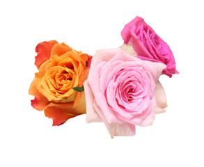 薔薇